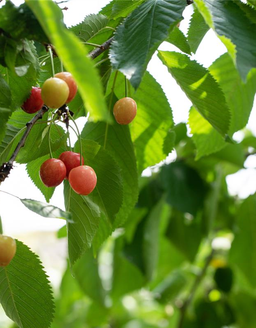 Prunus cerasus