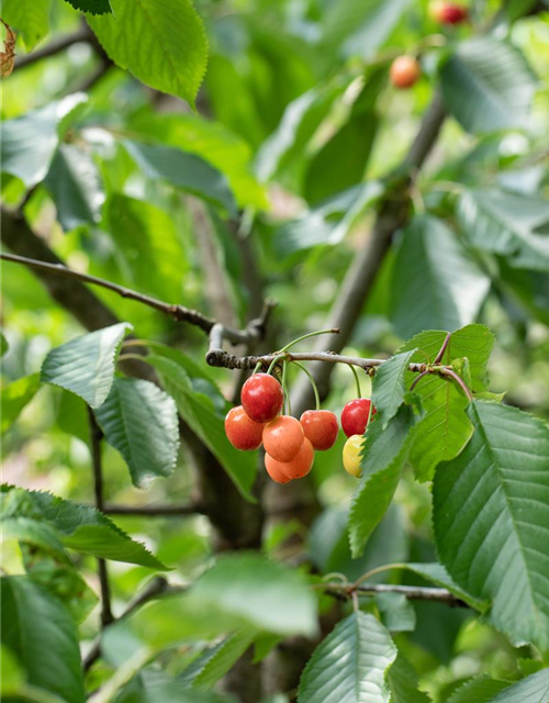 Prunus cerasus