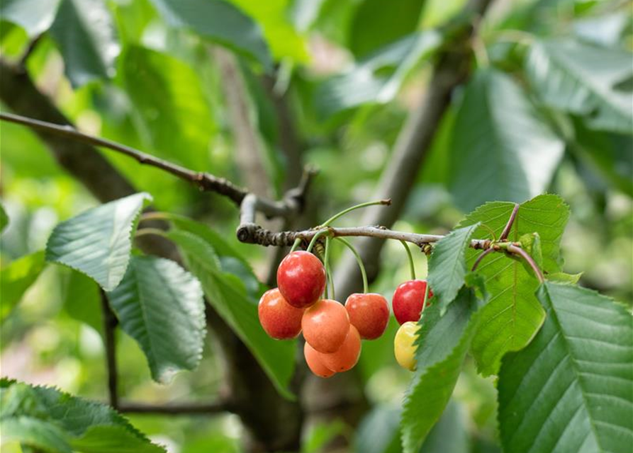 Prunus cerasus