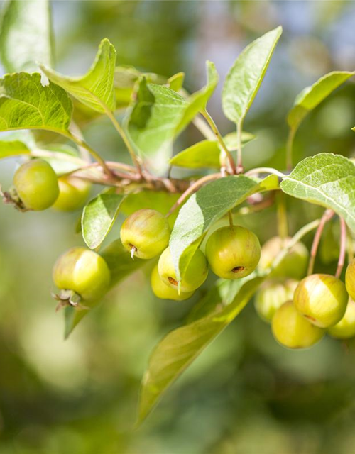 Malus domestica