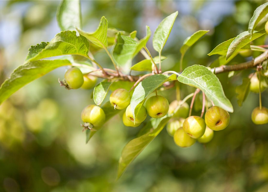 Malus domestica