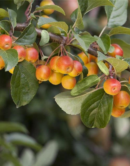 Malus domestica