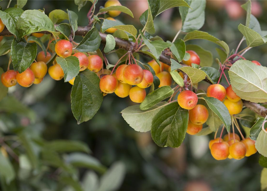 Malus domestica