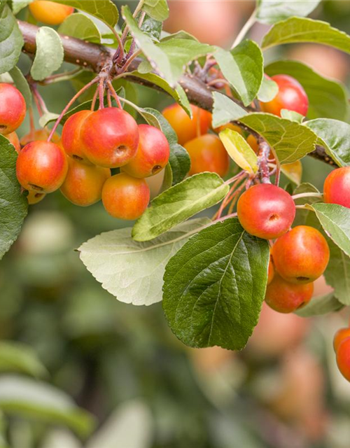 Malus domestica