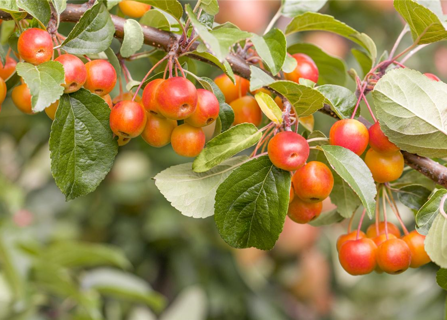 Malus domestica