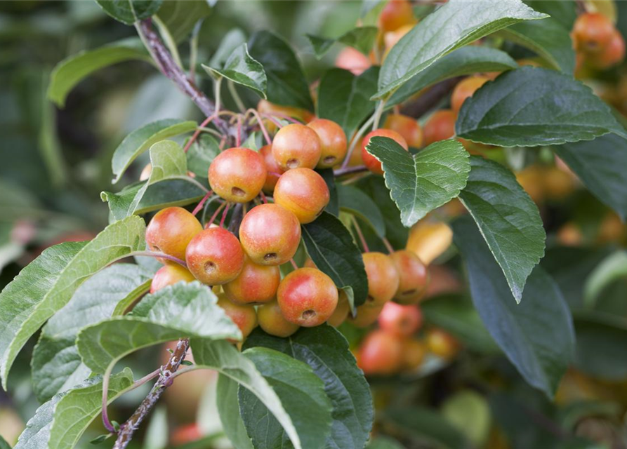 Malus domestica