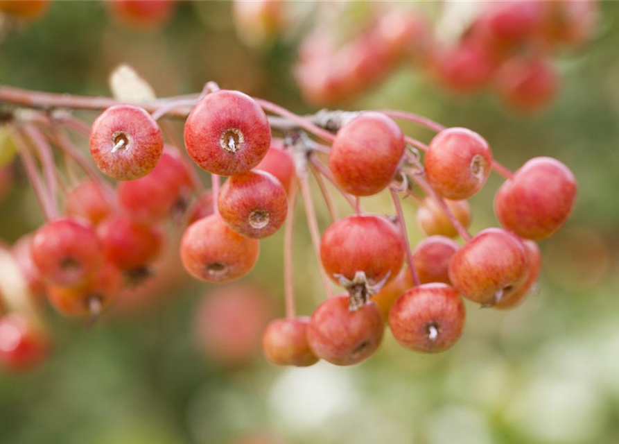 Malus domestica