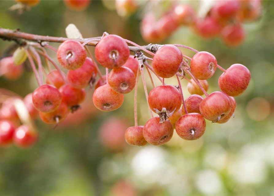 Malus domestica