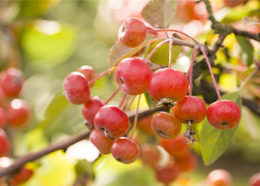 Malus domestica