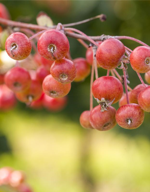 Malus domestica