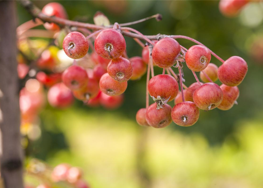 Malus domestica