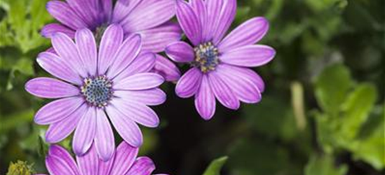 Osteospermum ecklonis