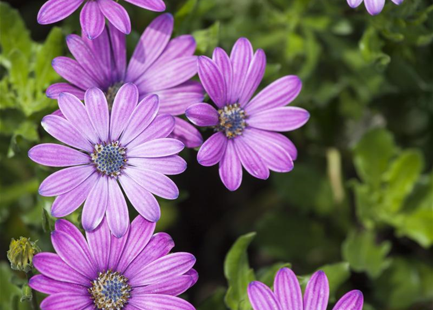 Osteospermum ecklonis