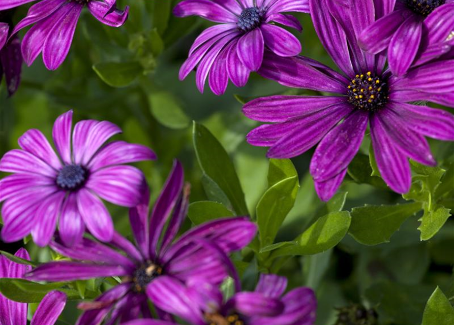 Osteospermum ecklonis