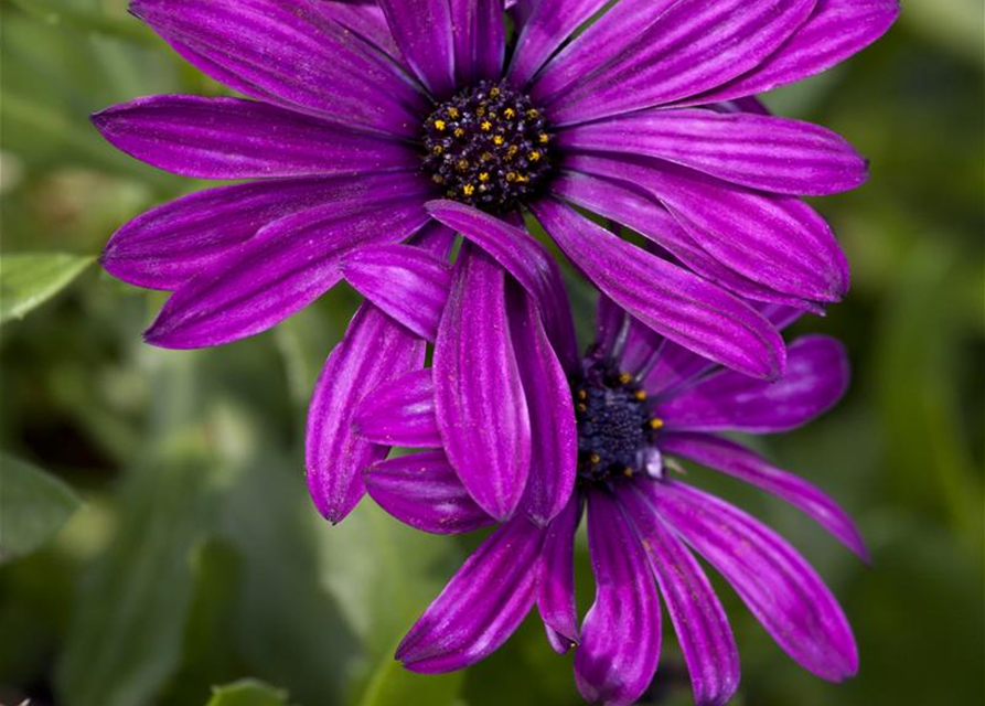 Osteospermum ecklonis