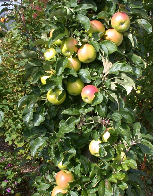 Malus domestica, Säule