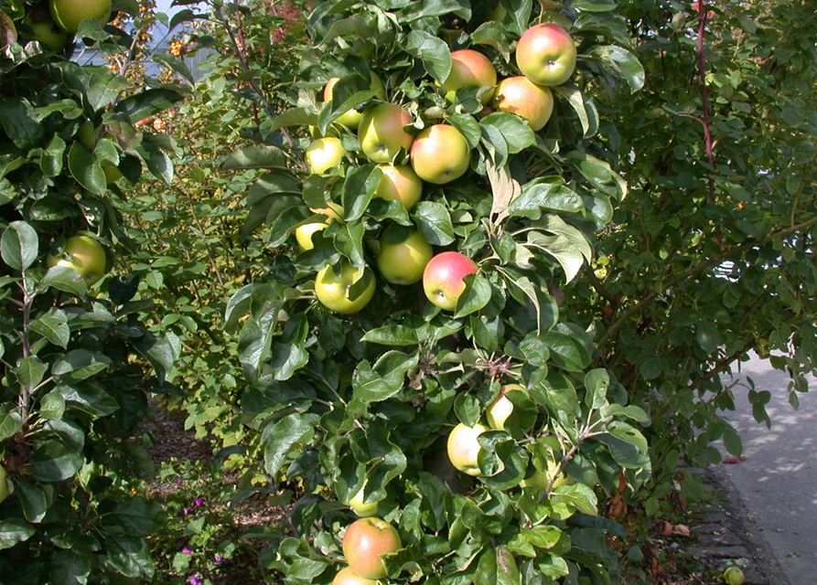 Malus domestica, Säule