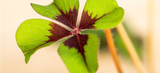 Oxalis deppei