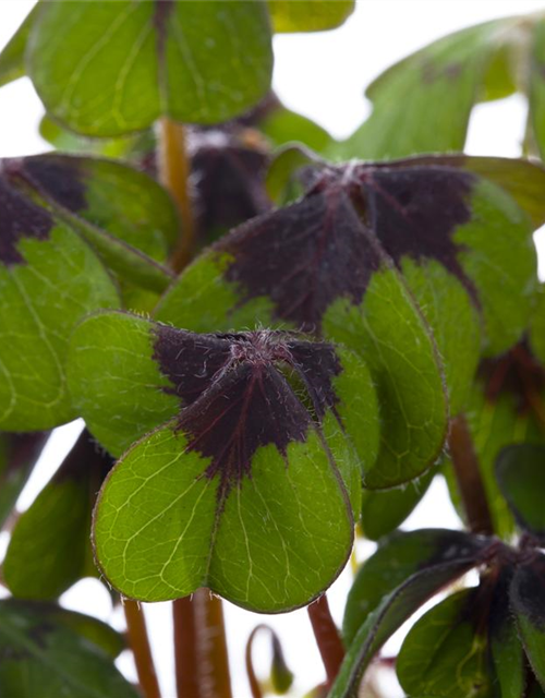 Oxalis deppei