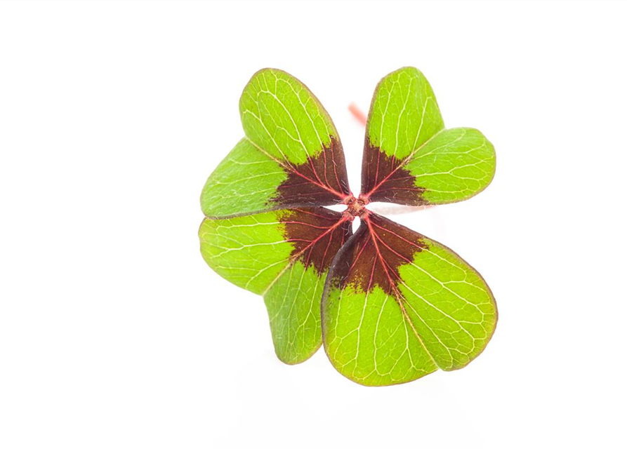 Oxalis deppei