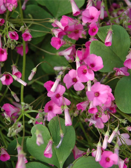 Oxalis deppei