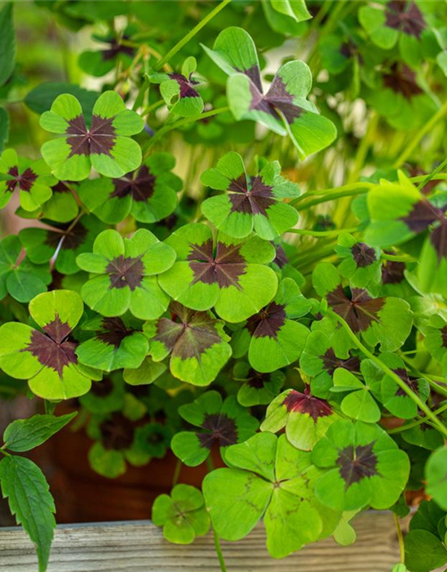 Oxalis deppei