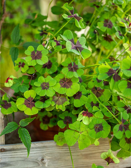 Oxalis deppei