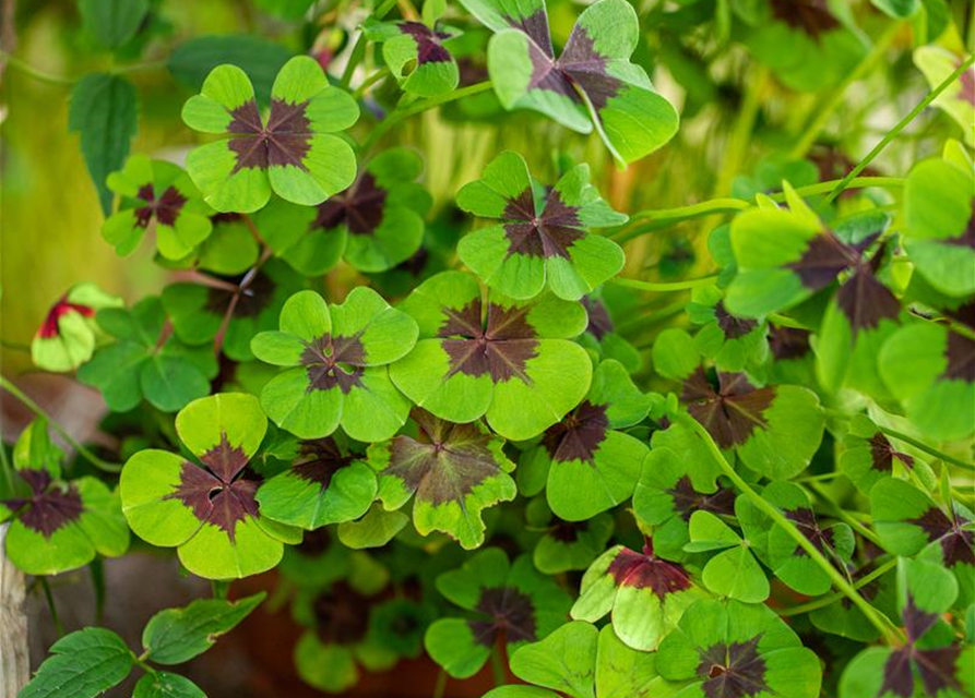 Oxalis deppei