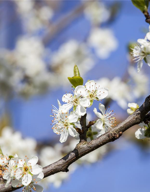 Prunus domestica subsp. syriaca