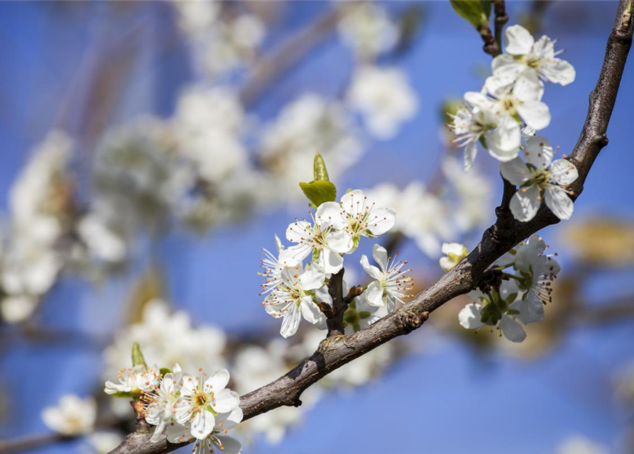 Prunus domestica subsp. syriaca