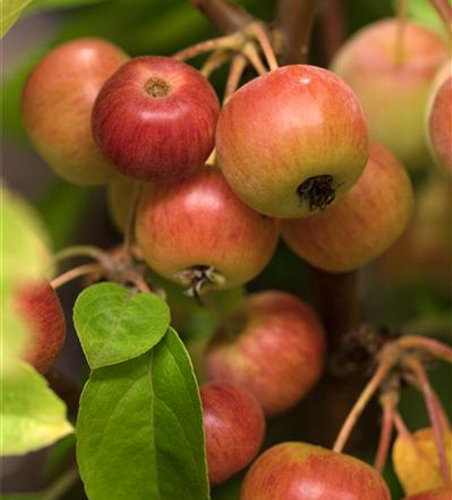 Malus 'Evereste'®