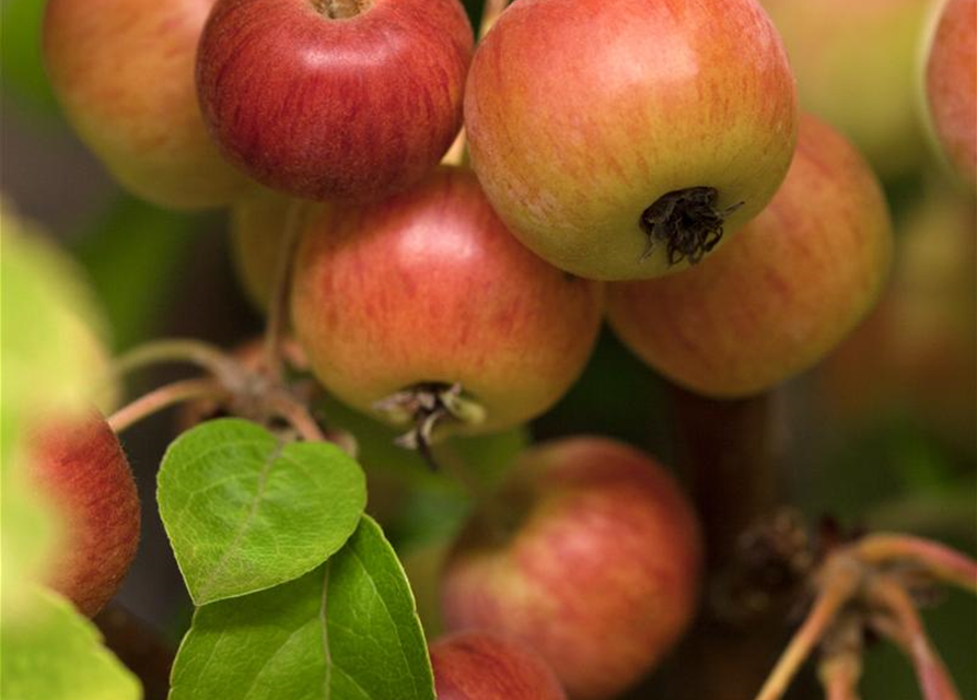 Malus 'Evereste'®