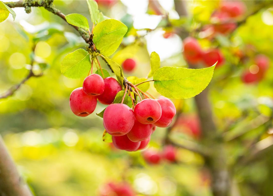 Malus 'Evereste'®