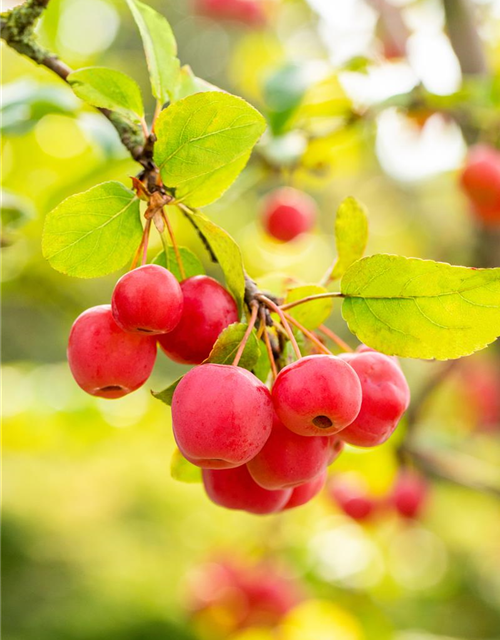 Malus 'Evereste'®