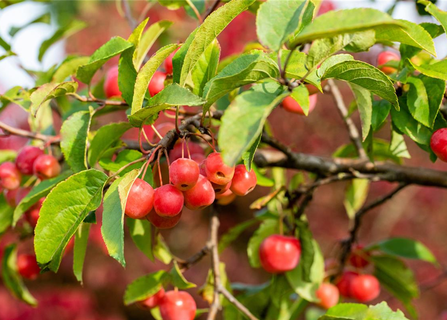 Malus 'Evereste'®