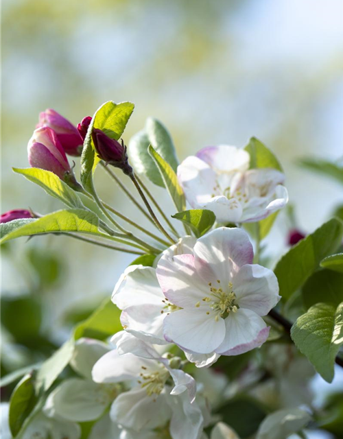 Malus 'Evereste'®