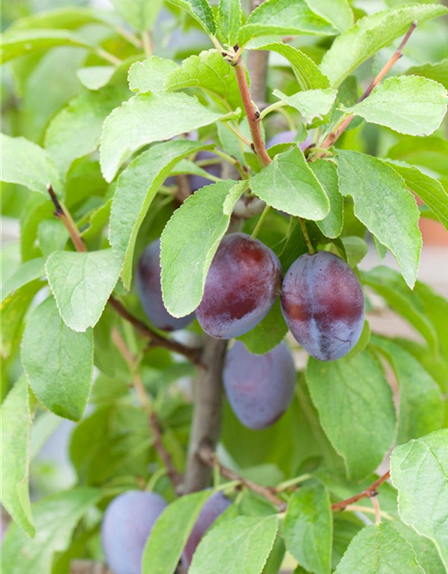 Prunus domestica subsp. domestica 'Hanita'(s)