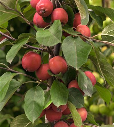 Malus Hybride