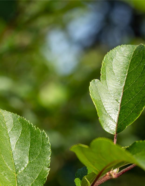 Malus Hybride