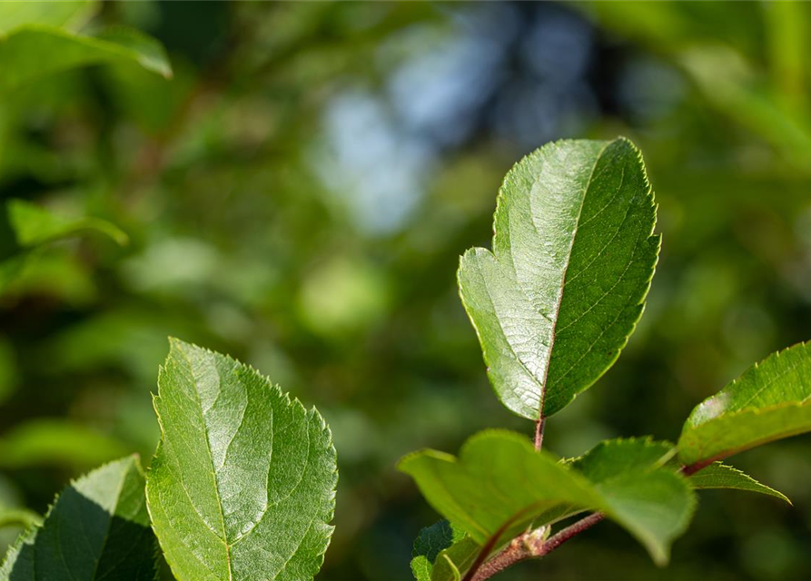 Malus Hybride