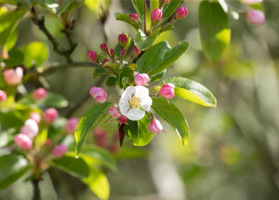 Malus Hybride