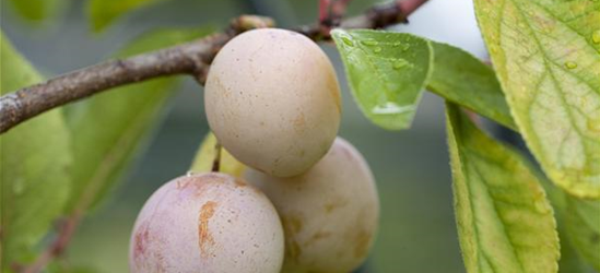 Prunus domestica subsp. syriaca