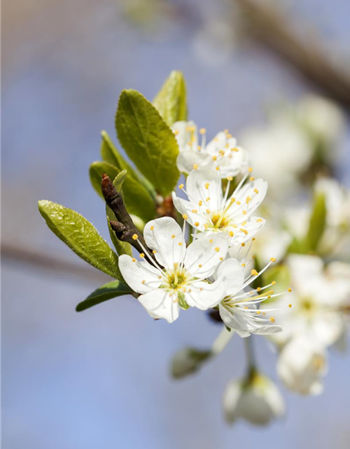 Prunus domestica subsp. syriaca