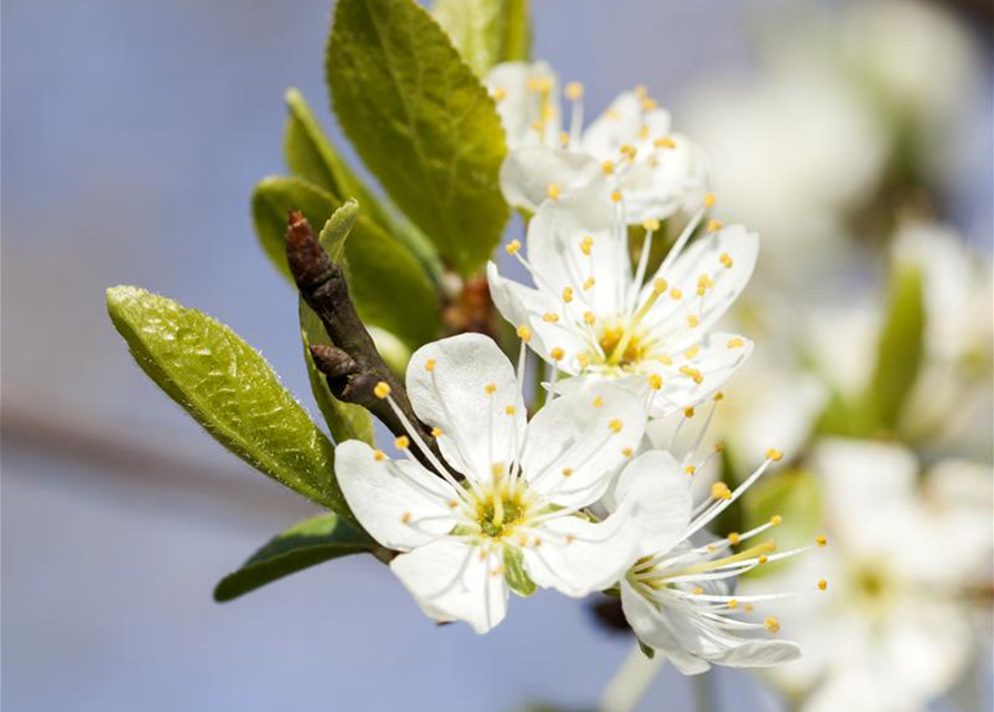 Prunus domestica subsp. syriaca