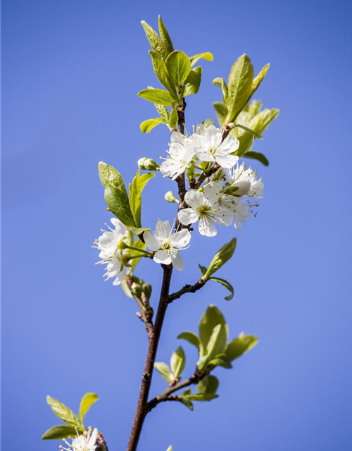 Prunus domestica subsp. syriaca