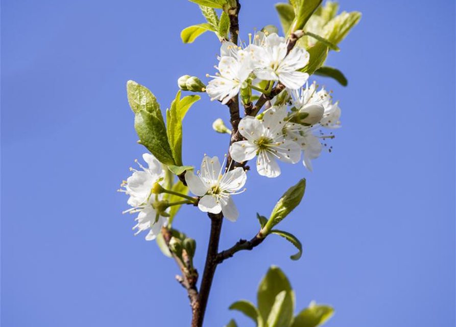 Prunus domestica subsp. syriaca