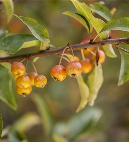 Malus 'Pom Zai'®