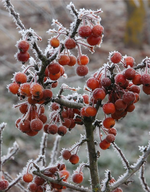 Malus 'Pom Zai'®