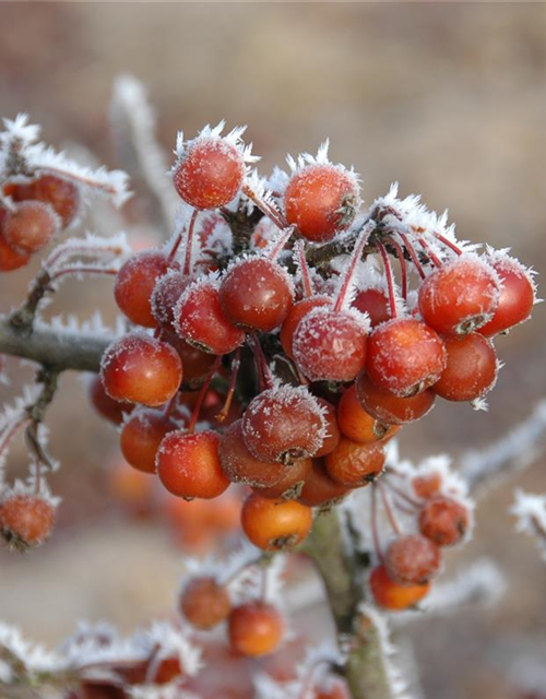 Malus 'Pom Zai'®