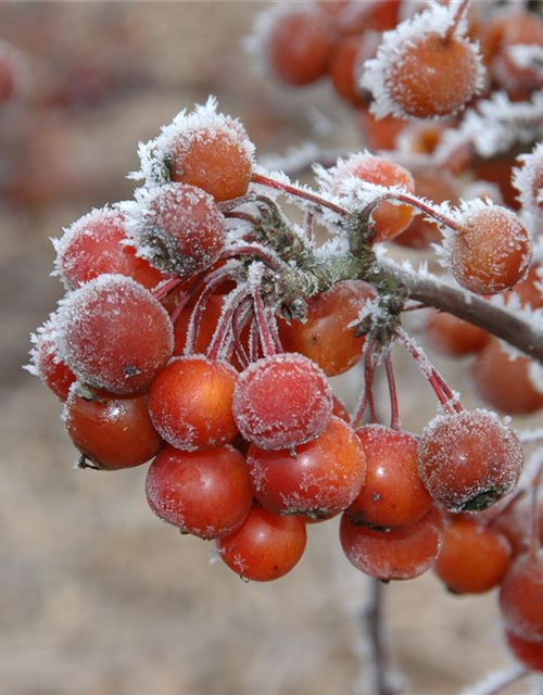 Malus 'Pom Zai'®